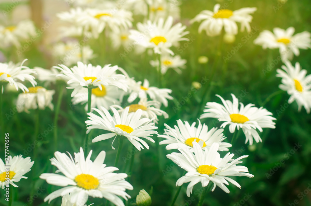 Fototapeta premium Beautiful large white chamomile grow in the garden on a sunny day. Gardening. Amazing flowers. Natural wallpaper. Soft selective focus