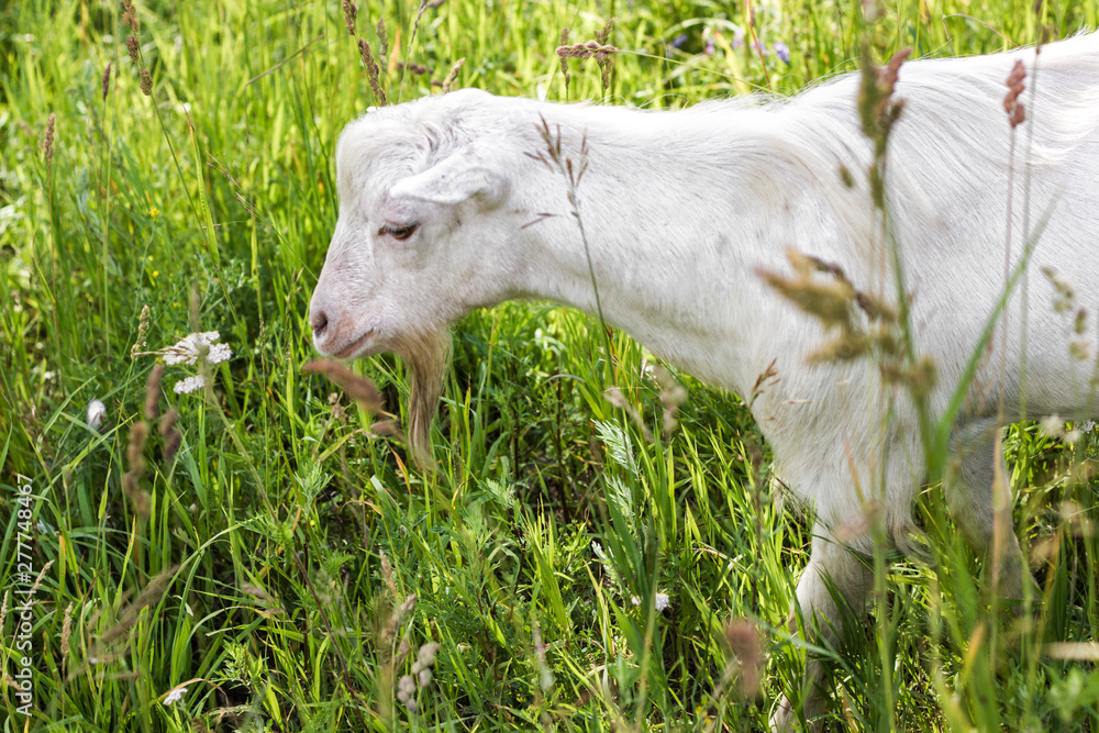 White goat looking at the camera, funny goat, the gaze of the goat. White goat looking at the camera, funny goat, the gaze of the goat.