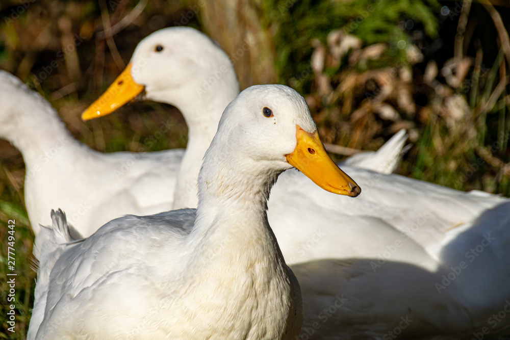 Aylesbury (also known as Long Island, American Pekin or Pekin) ducks searching for food