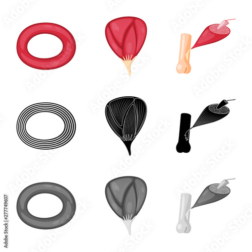 Isolated object of fiber and muscular logo. Collection of fiber and body stock symbol for web.