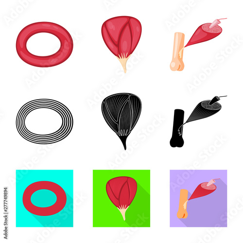 Isolated object of fiber and muscular icon. Set of fiber and body stock symbol for web.