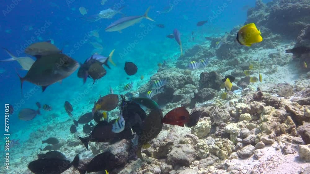 Fascinating scuba diving on the reefs of the Maldives.