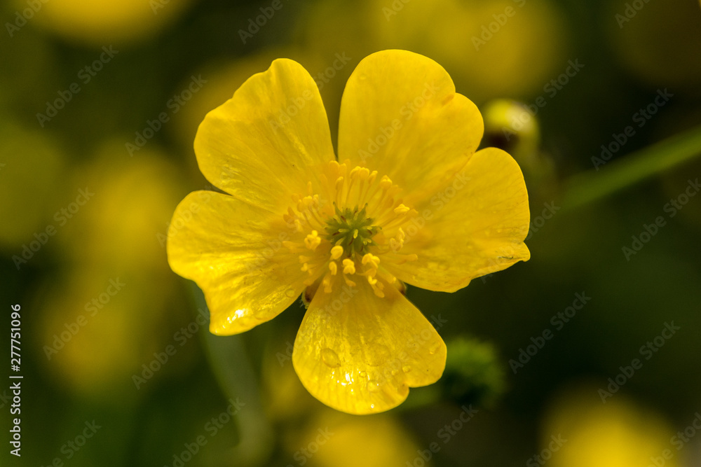 Close-up or macro of yellow buttercup flower (Ranunculus), selective focus