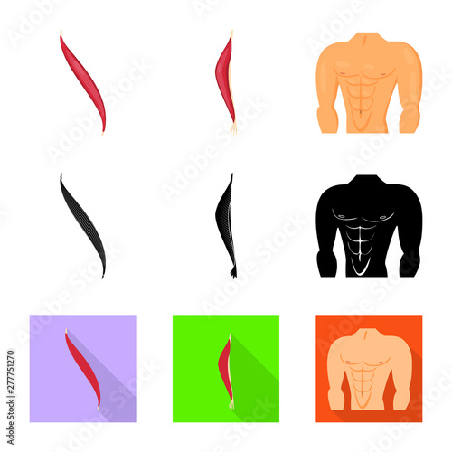 Isolated object of fiber and muscular icon. Collection of fiber and body stock symbol for web.