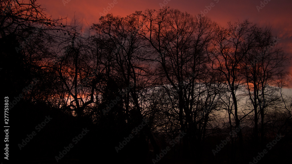 evening impression, trees evening impression, trees