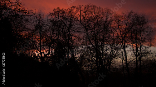 evening impression  trees