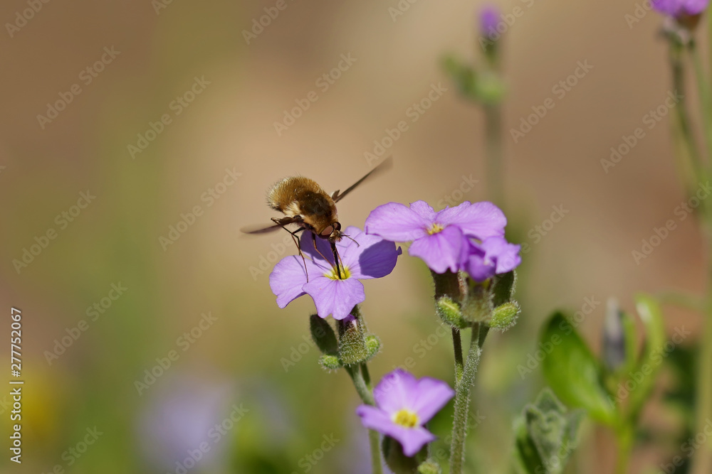 bee on a flower bee on a flower
