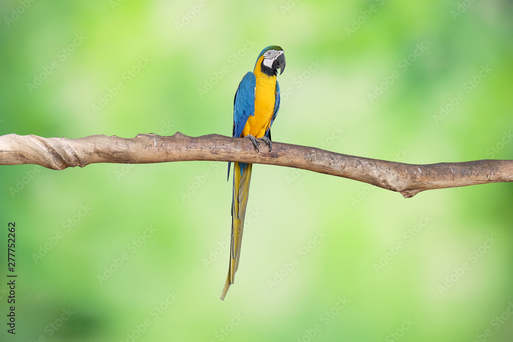 Yellow-blue macaw parrot standing on the branches​ with​ green​ blur​ background.
