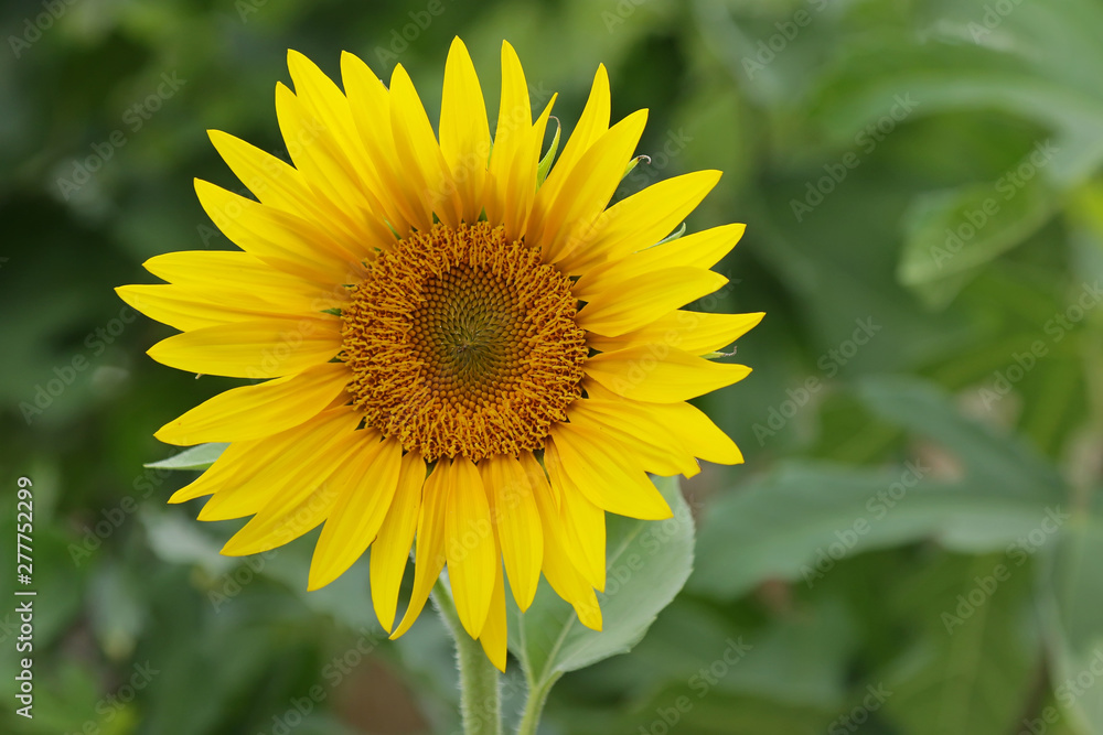 sunflower in the field sunflower in the field