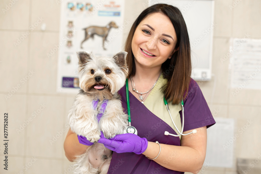 portrait female professional veterinarian with her patient dog breed yorkshire terrier in pet hospital