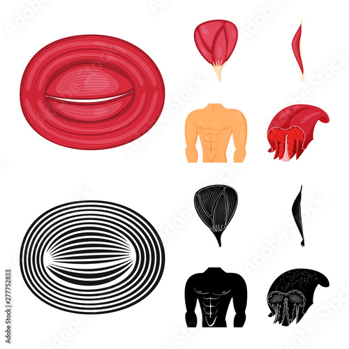 Isolated object of fiber and muscular sign. Set of fiber and body vector icon for stock.