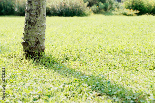 Fototapeta Naklejka Na Ścianę i Meble -  Field of fresh green grass texture as background, top close-up, horizontal. Fresh grass on the lawn. Flora concept.