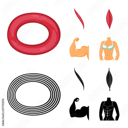 Vector design of fiber and muscular symbol. Collection of fiber and body stock vector illustration.