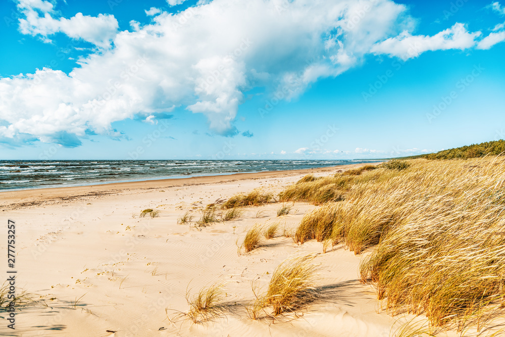 Beautiful seascape, spikelets on the background of a sandy beach sky with clouds and cold sea, Baltic Sea - obrazy, fototapety, plakaty 