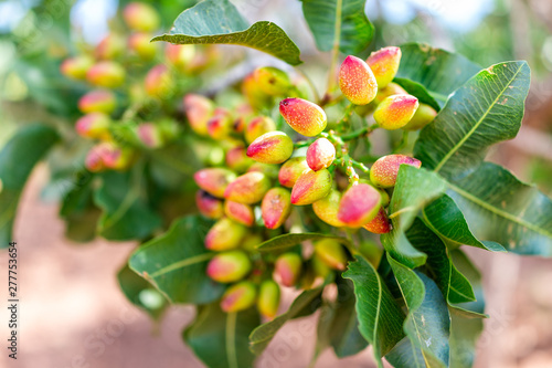 Macro closeup of cluster of pink red yellow pistachio tree nuts branch during sunny summer day Alamogordo town in New Mexico photo