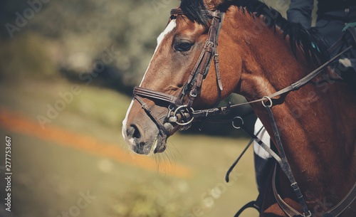 Portrait horse in the bridle. Equestrian sport.