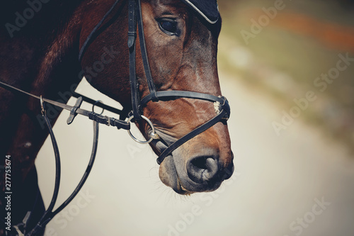 The muzzle is sports brown stallion in the bridle. Dressage horse. © Azaliya (Elya Vatel)