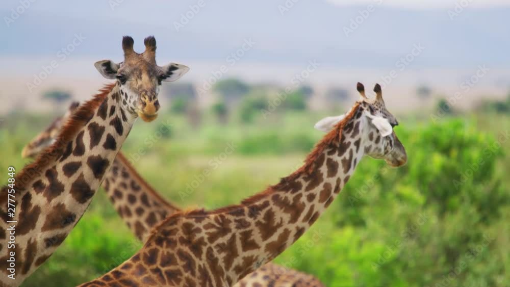 Maasai giraffes