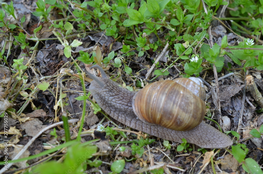 Ślimak winniczek w naturalnym środowisku w maju, Helix pomatia, Polska Ślimak winniczek w naturalnym środowisku w maju, Helix pomatia, Polska
