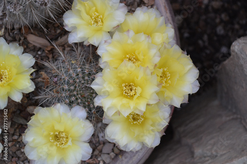bouquet of yellow flowers