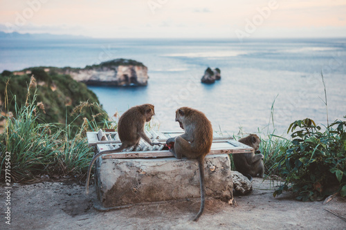 Small group of tropical macaques exploring fence on coastal cliff against ocean view in sunset, Bali photo