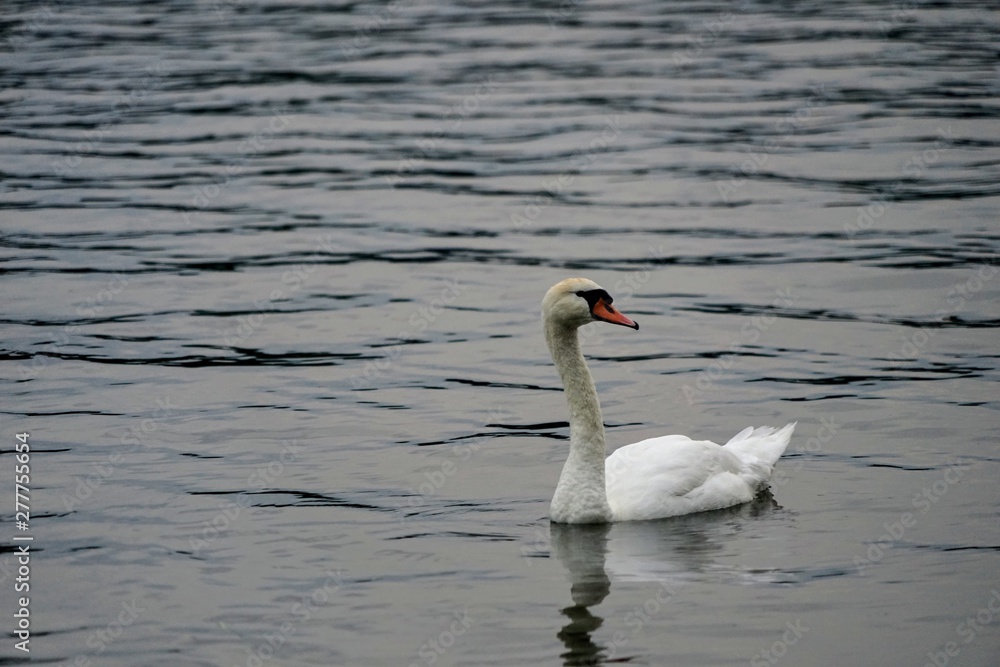 Obraz premium Mute Swan Swimming on a Lake - Cygnus Olor