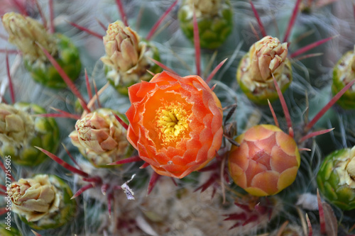 cactus with orange flowers