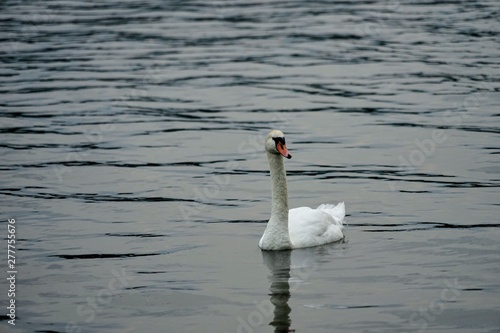 Mute Swan Swimming on a Lake - Cygnus Olor