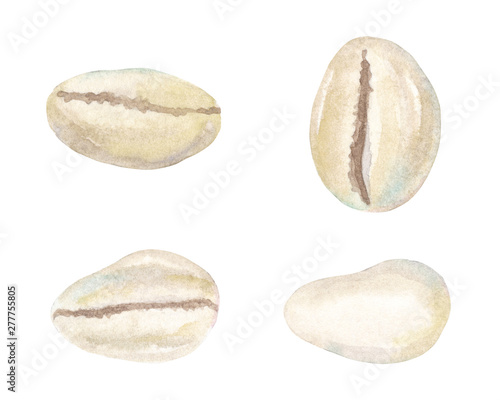 Watercolor hand drawn set with seashells cowrie isolated on white background