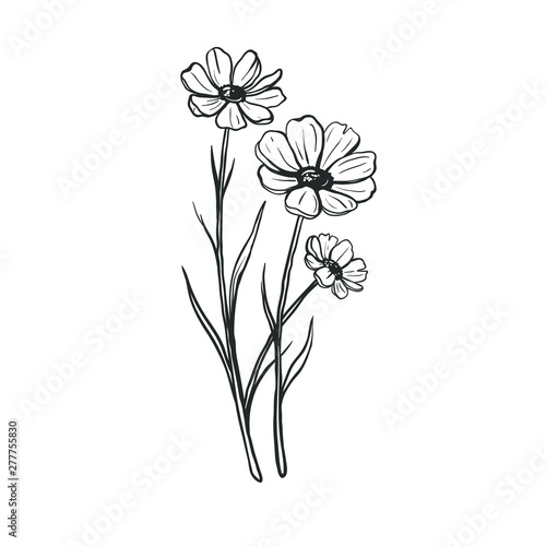 Fototapeta Naklejka Na Ścianę i Meble -  Wild flowers isolated on white background. Vector hand drawn sketch.