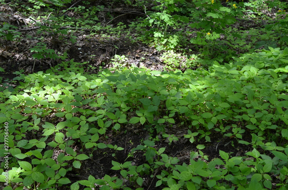 Niecierpek drobnokwiatowy,  leśny, młode rośliny w maju, Impatiens parviflora