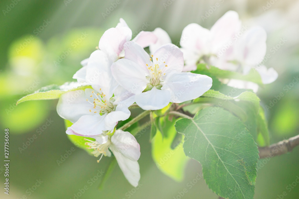 Blooming apple tree branches in spring orchard