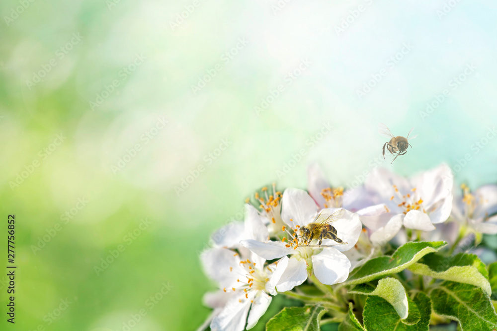 Spring background sunlight wiyh Bee on a flower of the white blossoms. Space for text Spring background sunlight wiyh Bee on a flower of the white blossoms. Space for text