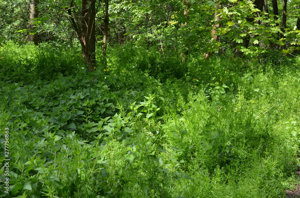 Soczysta zielona rośłinność w polskim lesie liściastym, Dolny Sląsk