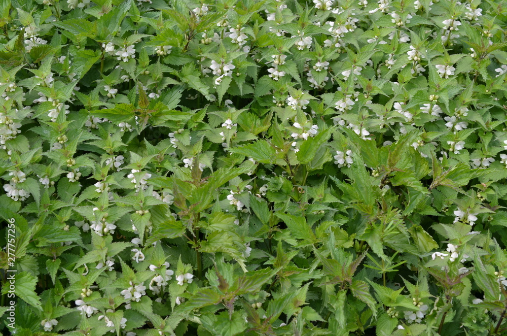 Jasnota biała, grupa kwitnących roślin, Lamium album Jasnota biała, grupa kwitnących roślin, Lamium album
