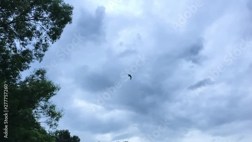 Seagull flying against the dramatic sky