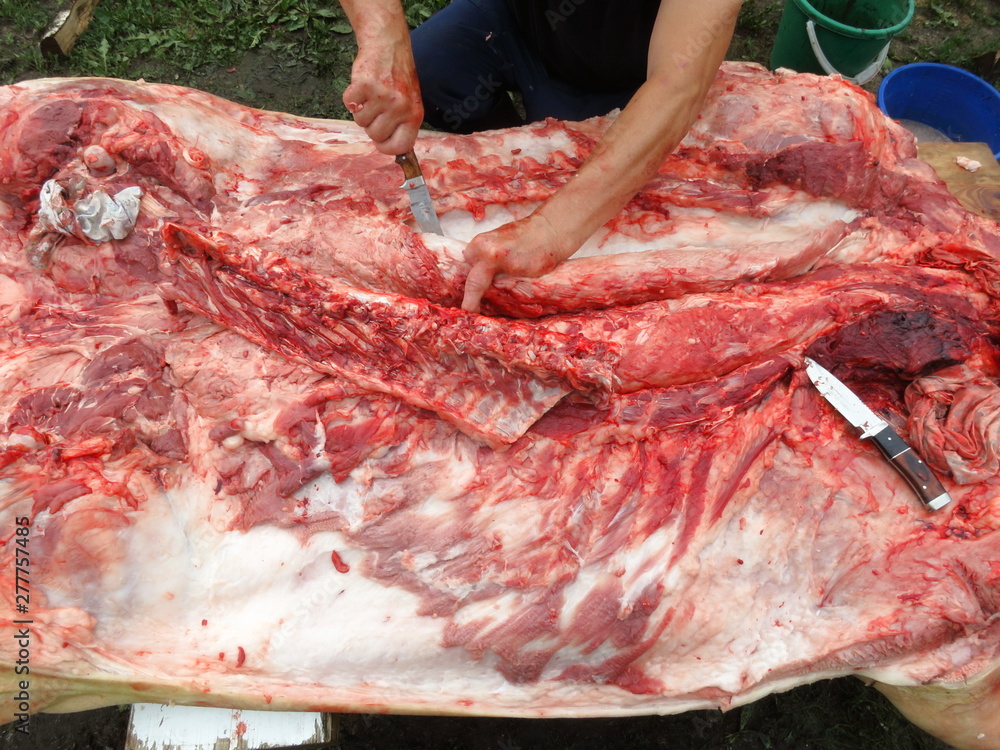 Butchering a dead pig carcass. Loin of pork
