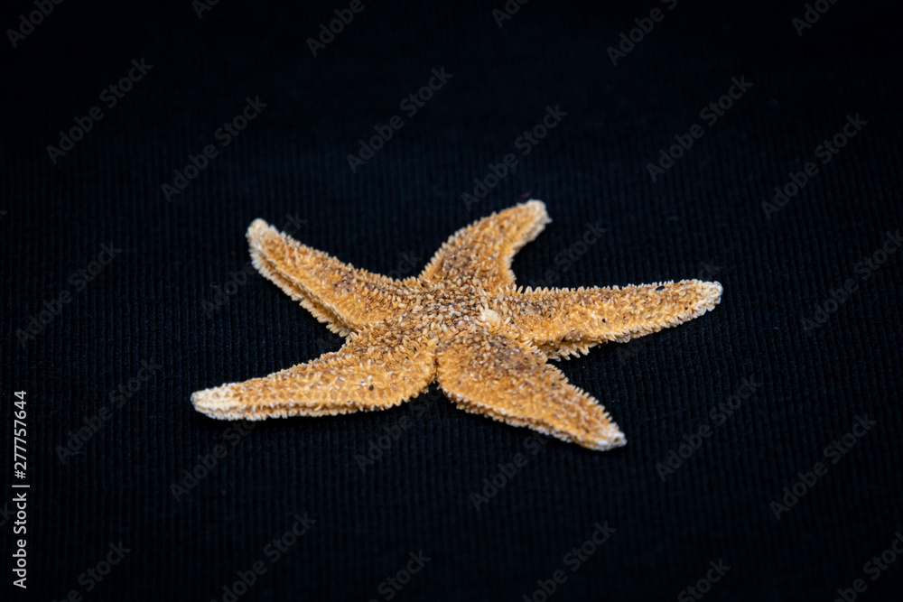 Sea star starfish species from the northern sea in europe five arms Sea star starfish species from the northern sea in europe five arms