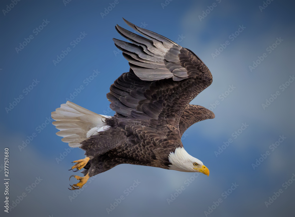 Fototapeta premium American bald eagle soaring against blue Colorado sky