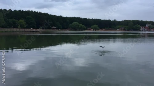 Seagull fishes in the lake