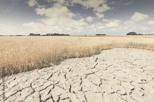 Dry and arid land with failed crops due to climate change and global warming.