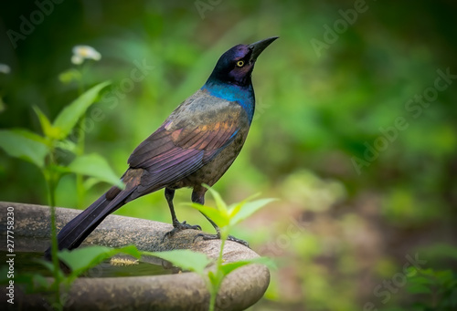 Common grackle