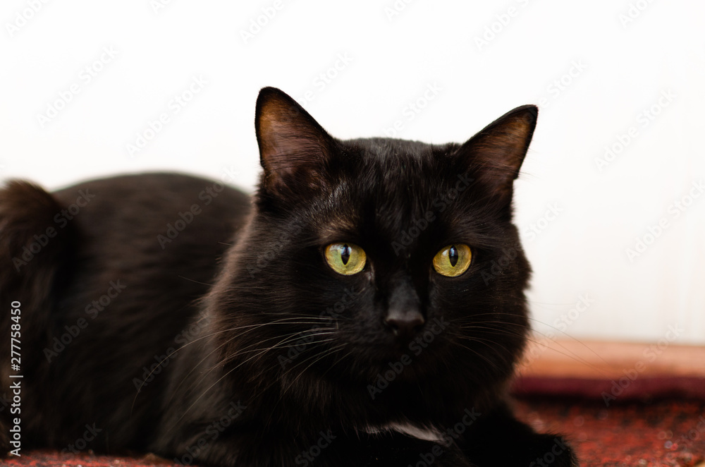 Beautiful black cat with big, green eyes on a light background.
