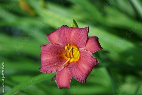 Bright Fuchsia Garden Lily 