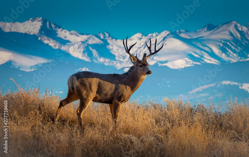 Photography Wild Deer In the Colorado Great Outdoors