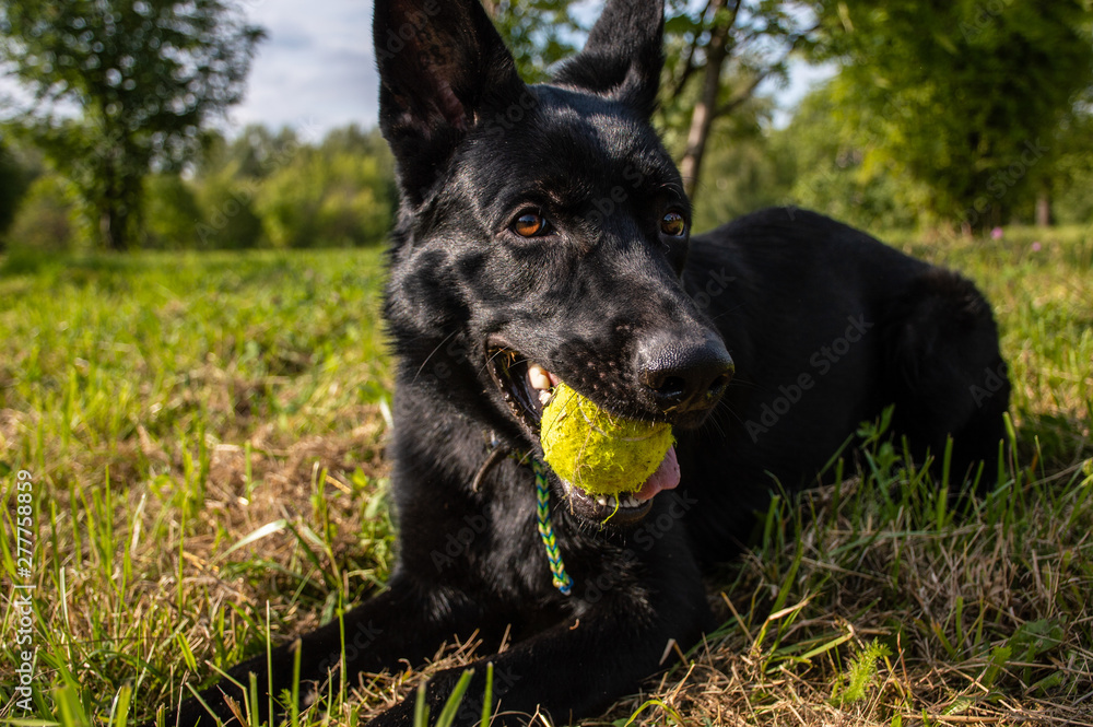 Dog lying on the grass with tennis ball in his mouth on sunny day, german shepherd