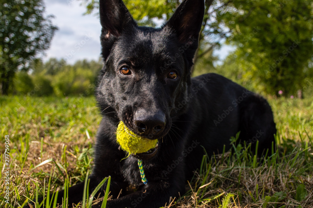 Dog playing on the grass with tennis ball in his mouth on sunny day, german shepherd