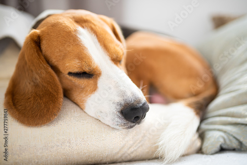 Cute Beagle dog relaxing on the sofa on cushions