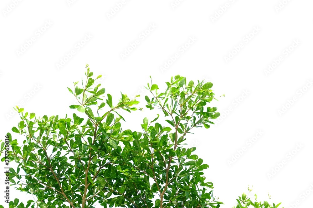 for green foliage backdrop for green foliage backdrop