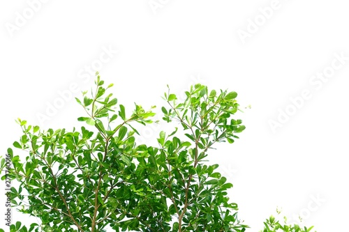  for green foliage backdrop 